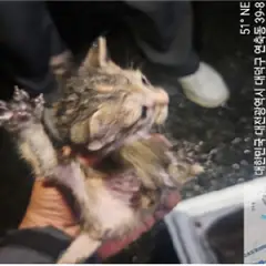 대덕구 기타(회백) 한국 고양이 성별 미상