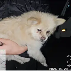 대덕구 흰색 믹스견 수컷