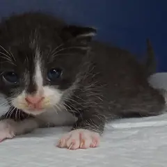 중구 흰색/검은색 얼룩무늬 한국 고양이 수컷