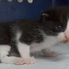 중구 흰색/검은색 얼룩무늬 한국 고양이 수컷