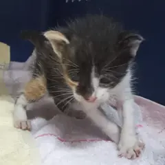 중구 검은색흰색황토색조합 한국 고양이 암컷