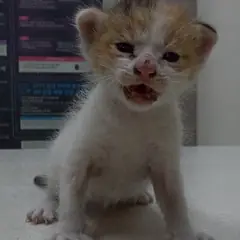 중구 검은색흰색황토색조합 한국 고양이 암컷
