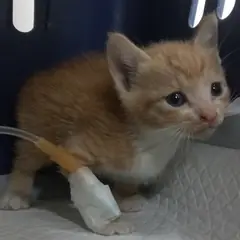 중구 레몬색&흰색 한국 고양이 수컷