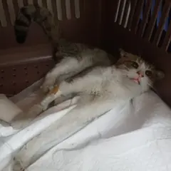 중구 평행·전체·부분줄무늬 한국 고양이 수컷