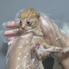 중구 레몬색&흰색 한국 고양이 성별 미상