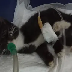 중구 흰색/검은색 얼룩무늬 한국 고양이 암컷