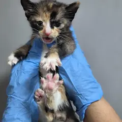 중구 검은색흰색황토색조합 한국 고양이 암컷