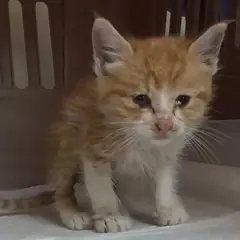 중구 레몬색&흰색 한국 고양이 수컷