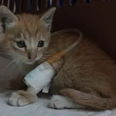 중구 레몬색&흰색 한국 고양이 수컷