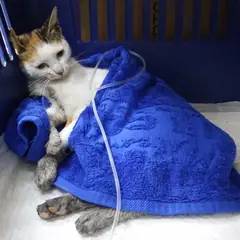 중구 검은색흰색황토색조합 한국 고양이 암컷