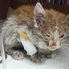 중구 레몬색&흰색 한국 고양이 수컷