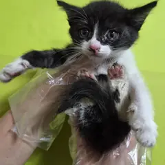 중구 흰색/검은색 얼룩무늬 한국 고양이 암컷