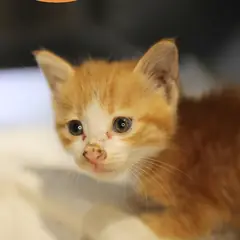 남구 레몬색&흰색 한국 고양이 성별 미상