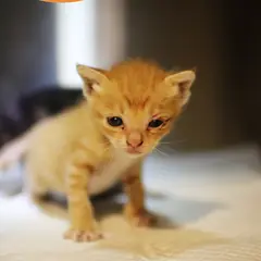 남구 레몬색&흰색 한국 고양이 성별 미상