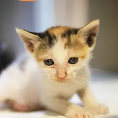 남구 검은색흰색황토색조합 한국 고양이 암컷