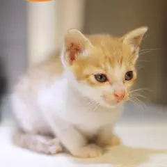 남구 레몬색&흰색 한국 고양이 수컷