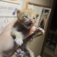 남구 레몬색&흰색 한국 고양이 수컷