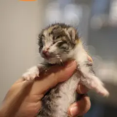 남구 검은색흰색황토색조합 한국 고양이 암컷