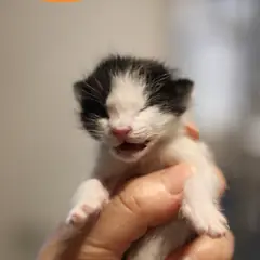 남구 흰색/검은색 얼룩무늬 한국 고양이 수컷
