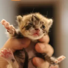 남구 검은색흰색황토색조합 한국 고양이 암컷