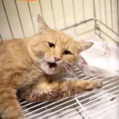 남구 레몬색&흰색 한국 고양이 수컷