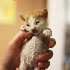 남구 레몬색&흰색 한국 고양이 암컷