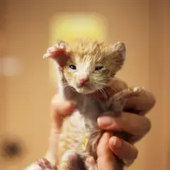 남구 레몬색&흰색 한국 고양이 수컷