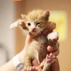 남구 레몬색&흰색 한국 고양이 수컷