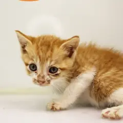 남구 레몬색&흰색 한국 고양이 수컷