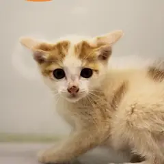남구 레몬색&흰색 한국 고양이 수컷
