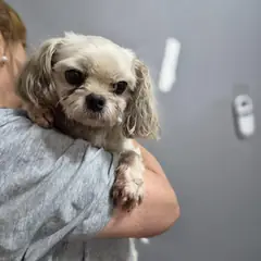남구 흰색 기타 수컷