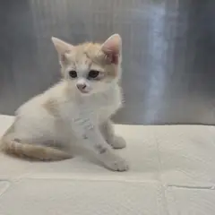 남구 레몬색&흰색 한국 고양이 수컷