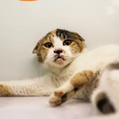 남구 검은색흰색황토색조합 한국 고양이 암컷