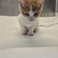 남구 레몬색&흰색 한국 고양이 암컷