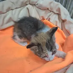 남구 기타(삼색) 한국 고양이 수컷