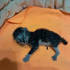 남구 기타(고등어) 한국 고양이 수컷