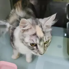 동구 검은색흰색황토색조합 한국 고양이 성별 미상