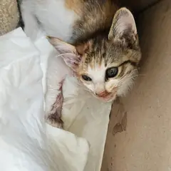 동구 검은색흰색황토색조합 한국 고양이 성별 미상