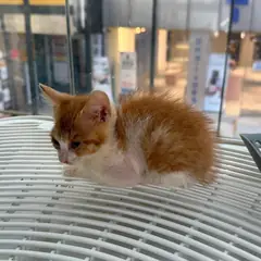 동구 레몬색&흰색 한국 고양이 성별 미상