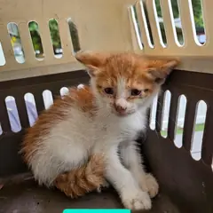 동구 평행·전체·부분줄무늬 한국 고양이 수컷