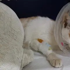 동구 레몬색&흰색 한국 고양이 수컷