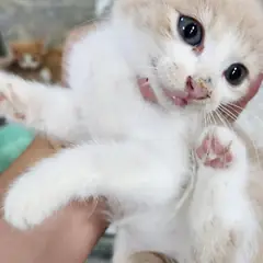 동구 레몬색&흰색 한국 고양이 성별 미상