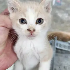 동구 레몬색&흰색 한국 고양이 성별 미상