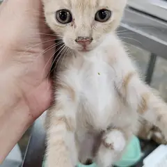 동구 레몬색&흰색 한국 고양이 성별 미상
