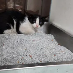 동구 흰색/검은색 얼룩무늬 한국 고양이 성별 미상