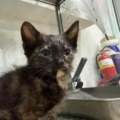 동구 검은색흰색황토색조합 한국 고양이 성별 미상