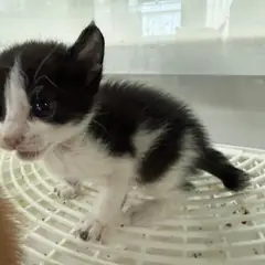 동구 흰색/검은색 얼룩무늬 한국 고양이 성별 미상