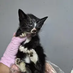 동구 흰색/검은색 얼룩무늬 한국 고양이 수컷