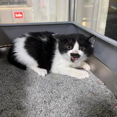 동구 흰색/검은색 얼룩무늬 한국 고양이 성별 미상