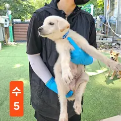 북구 흰색 믹스견 수컷